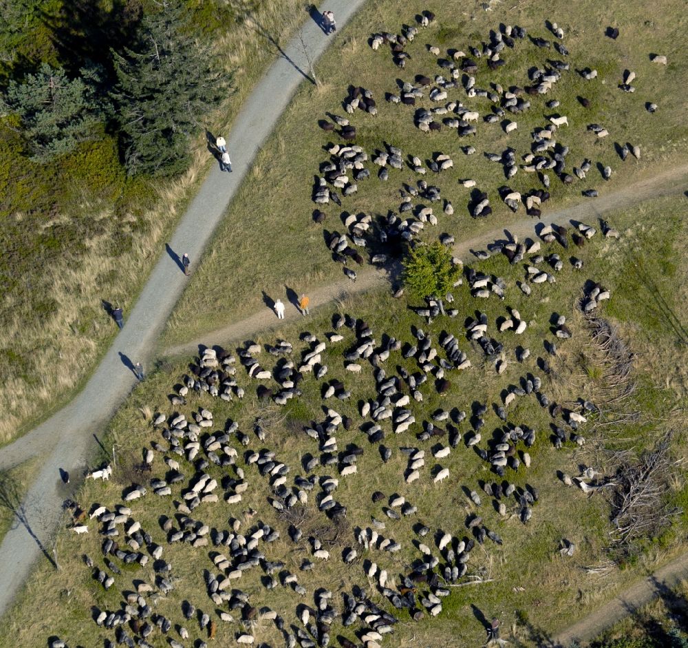 Aerial image Winterberg - View at a flock of sheep grazing on the Kahler Asten near Winterberg in the federal state North Rhine-Westphalia