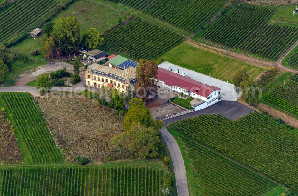 Bahlingen am Kaiserstuhl from the bird's eye view: Village on the edge of vineyards and wineries in the wine-growing area in Bahlingen am Kaiserstuhl in the state Baden-Wuerttemberg, Germany