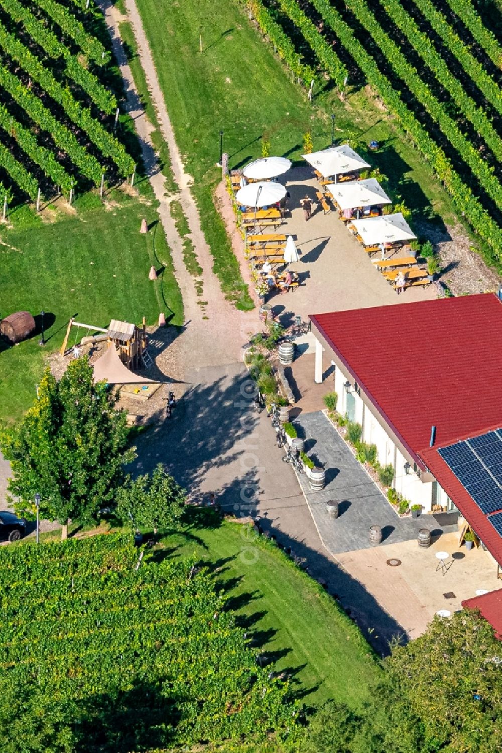 Ettenheim from above - Fields of wine cultivation landscape in Ettenheim in the state Baden-Wurttemberg, Germany