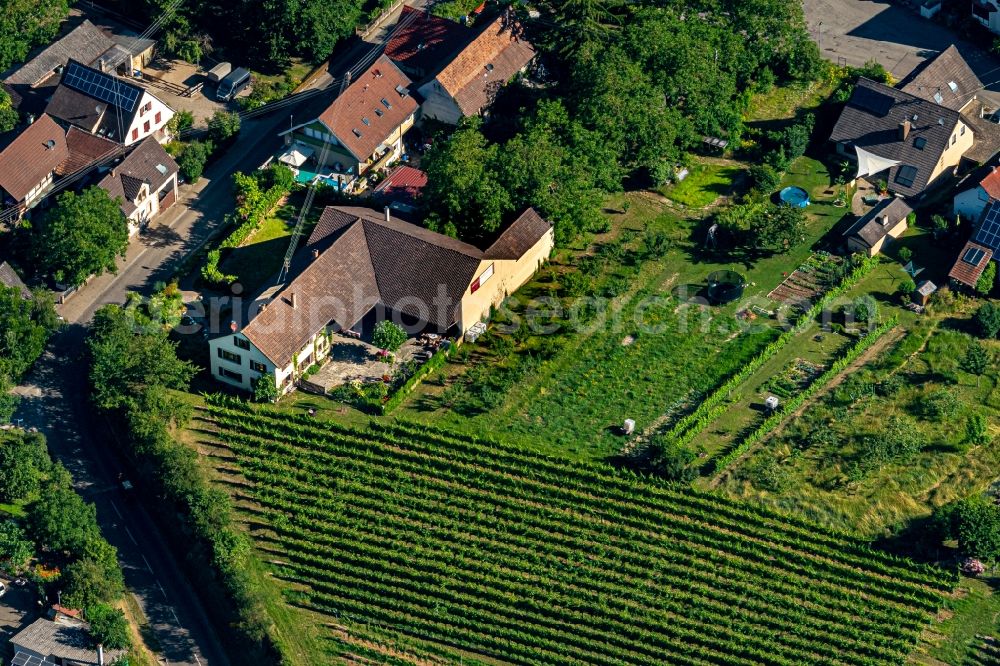 Bischoffingen from above - Fields of wine cultivation landscape in Bischoffingen in the state Baden-Wurttemberg, Germany