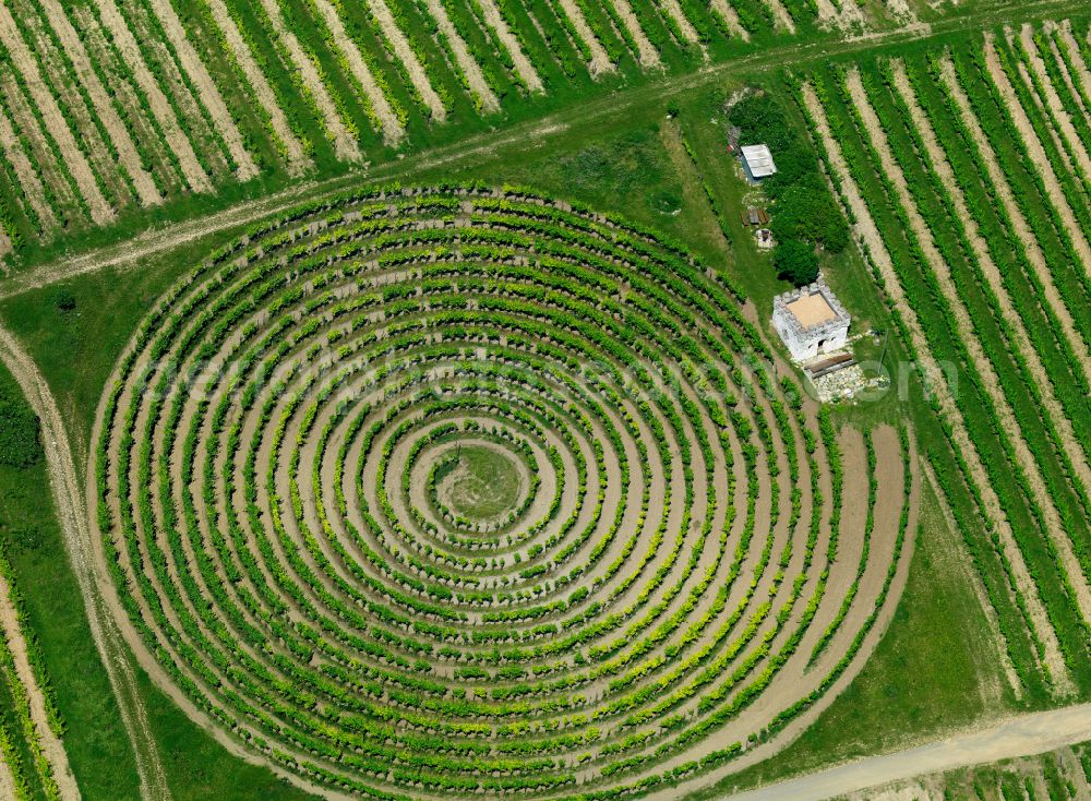 Aerial image Zellertal - Vineyard Die Wingertschnegg! The slightly different vineyard in the form of a snail in Zellertal in the state Rhineland-Palatinate, Germany