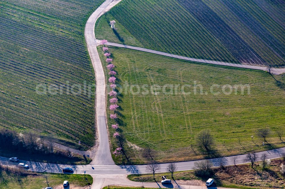 Gleiszellen-Gleishorbach from the bird's eye view: Wine-yards and almond trees in the spring bloom before mountain scenery at Haardtrand of Palatinat forest in Gleiszellen-Gleishorbachin the state Rhineland-Palatinate