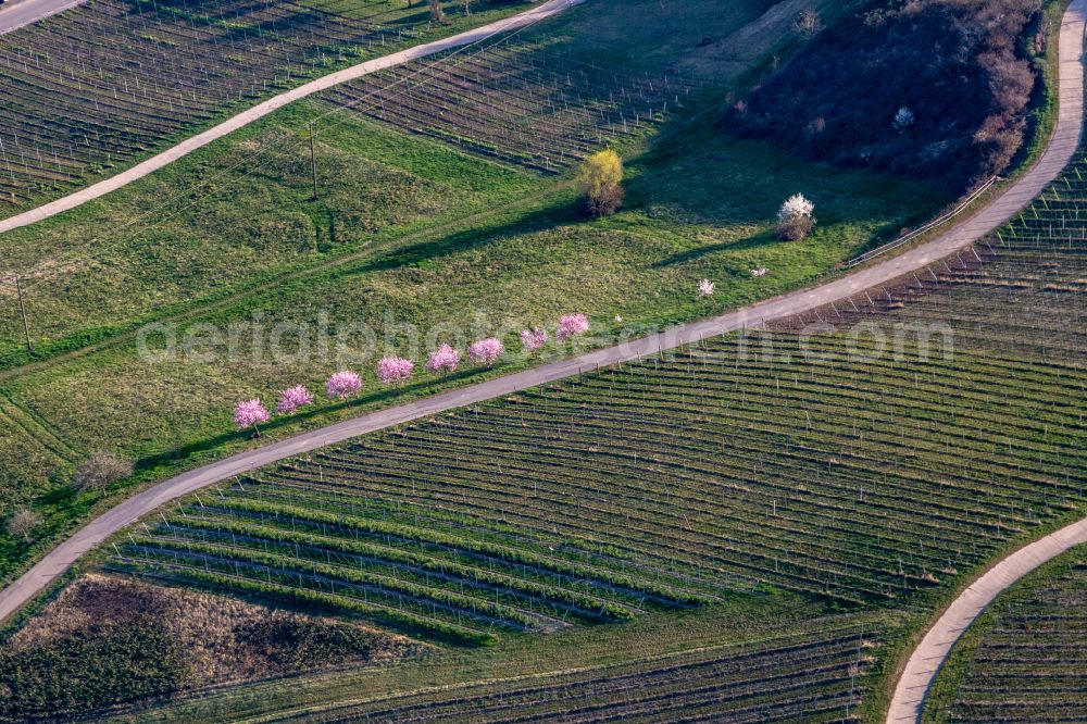 Aerial photograph Gleiszellen-Gleishorbach - Wine-yards and almond trees in the spring bloom before mountain scenery at Haardtrand of Palatinat forest in Gleiszellen-Gleishorbachin the state Rhineland-Palatinate
