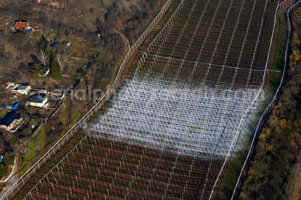 Aerial photograph Wormsleben - Lime application on fields of a vineyard and vineyard landscape of the winegrowing areas in Wormsleben in the state Saxony-Anhalt, Germany
