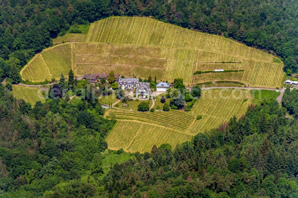 Aerial photograph Sinzheim - Fields of wine cultivation landscape Klostergut Fremersberg in Sinzheim in the state Baden-Wuerttemberg, Germany