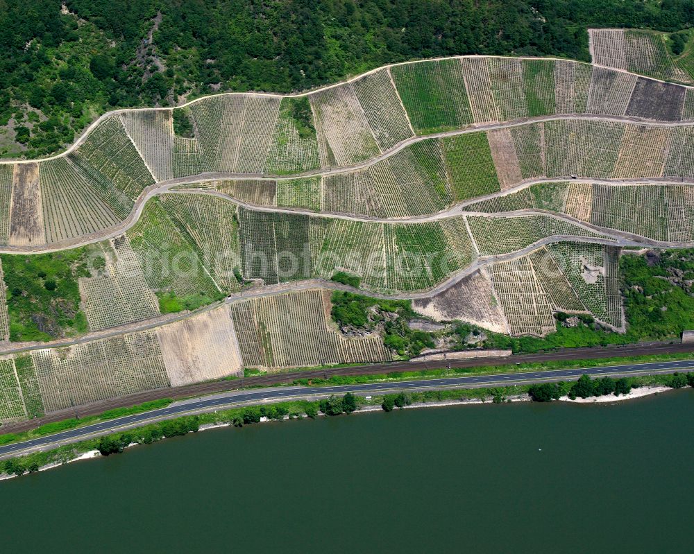 Boppard from the bird's eye view: Fields of wine cultivation landscape in Boppard in the state Rhineland-Palatinate, Germany