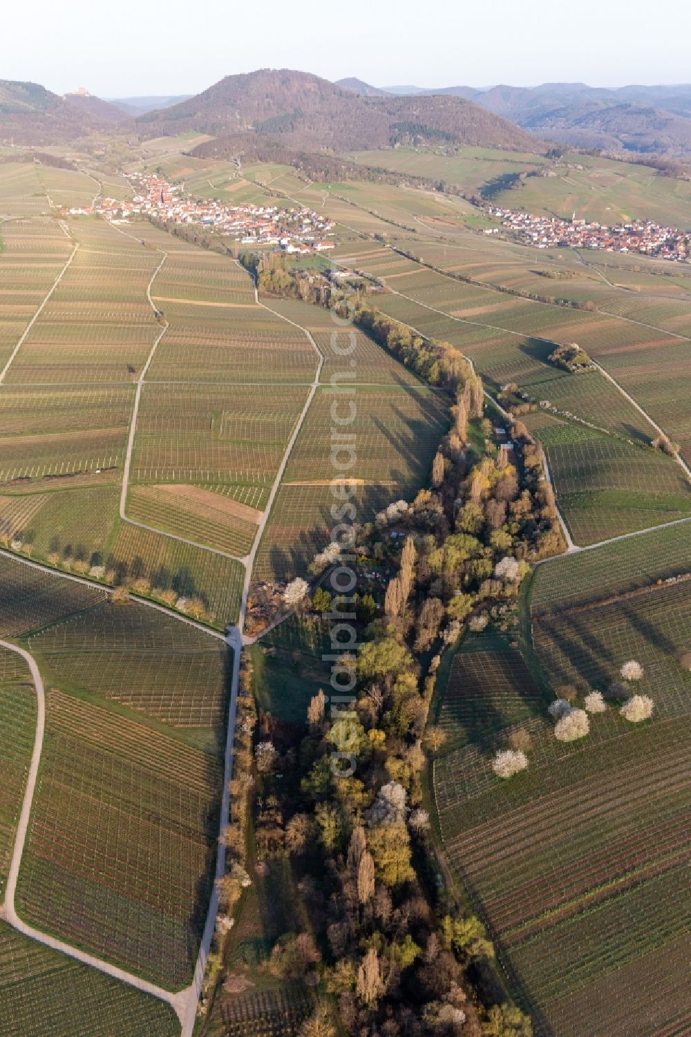 Landau in der Pfalz from above - Fields of wine cultivation landscape in the spring before the Trifels in Ranschbach in the state Rhineland-Palatinate