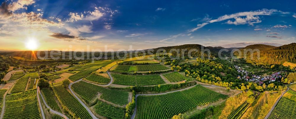 Herbolzheim from above - Fields of wine cultivation landscape in Herbolzheim in the state Baden-Wuerttemberg, Germany