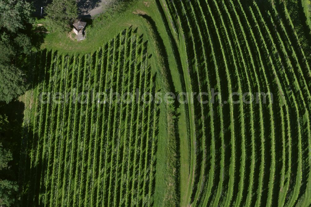 Herdern from above - Fields of wine cultivation landscape in Herdern in the state Baden-Wuerttemberg, Germany