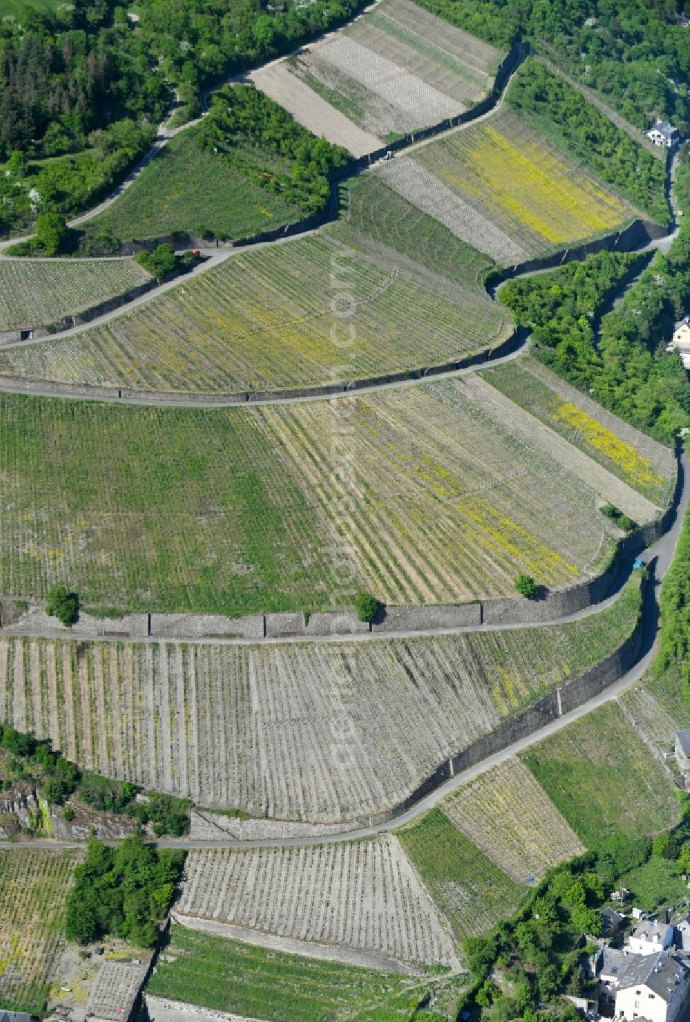 Kaub from the bird's eye view: Fields of wine cultivation landscape in Kaub in the state Rhineland-Palatinate, Germany