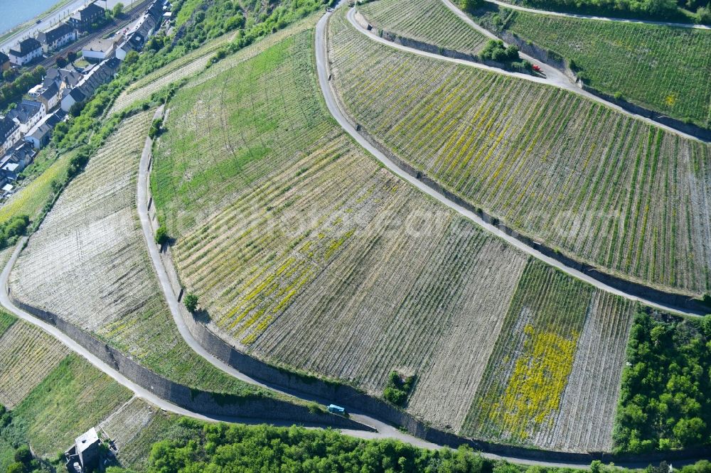 Aerial photograph Kaub - Fields of wine cultivation landscape in Kaub in the state Rhineland-Palatinate, Germany