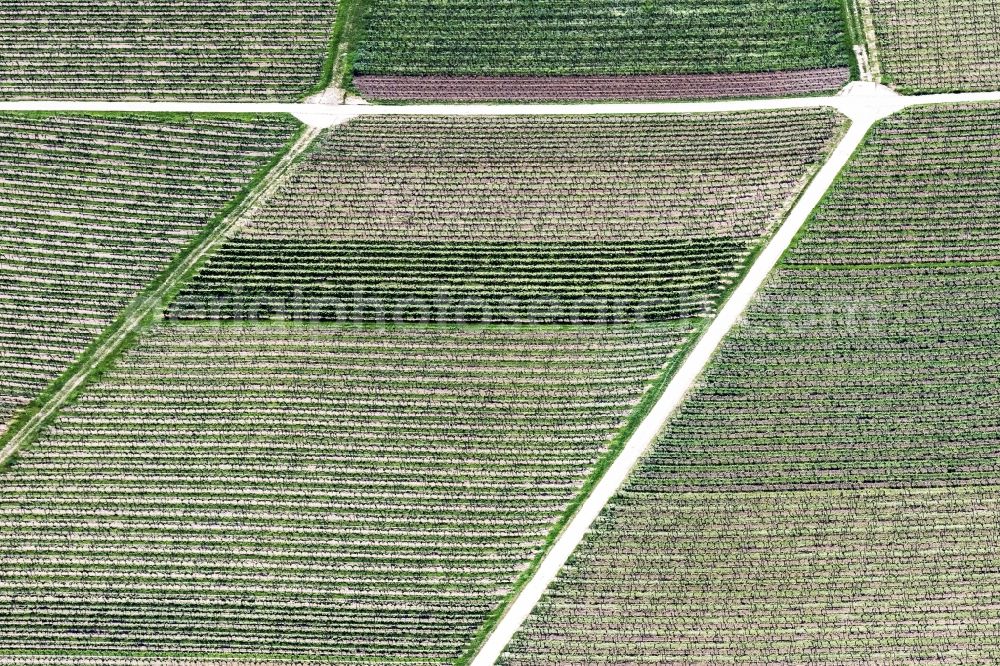 Aerial image Rüdesheim am Rhein - Fields of wine cultivation landscape in Ruedesheim am Rhein in the state Hesse, Germany