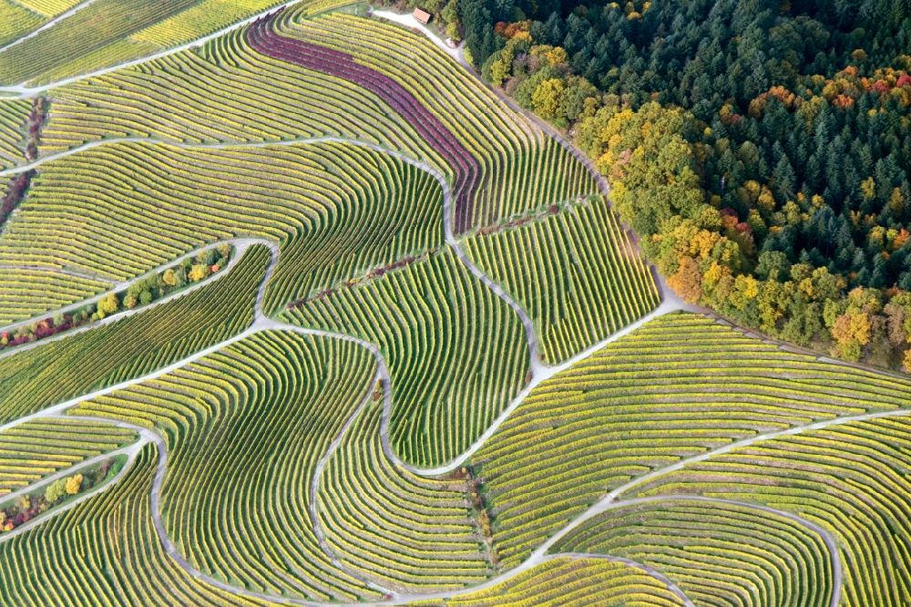 Sasbachwalden from above - Fields of wine cultivation landscape in Sasbachwalden in the state Baden-Wuerttemberg