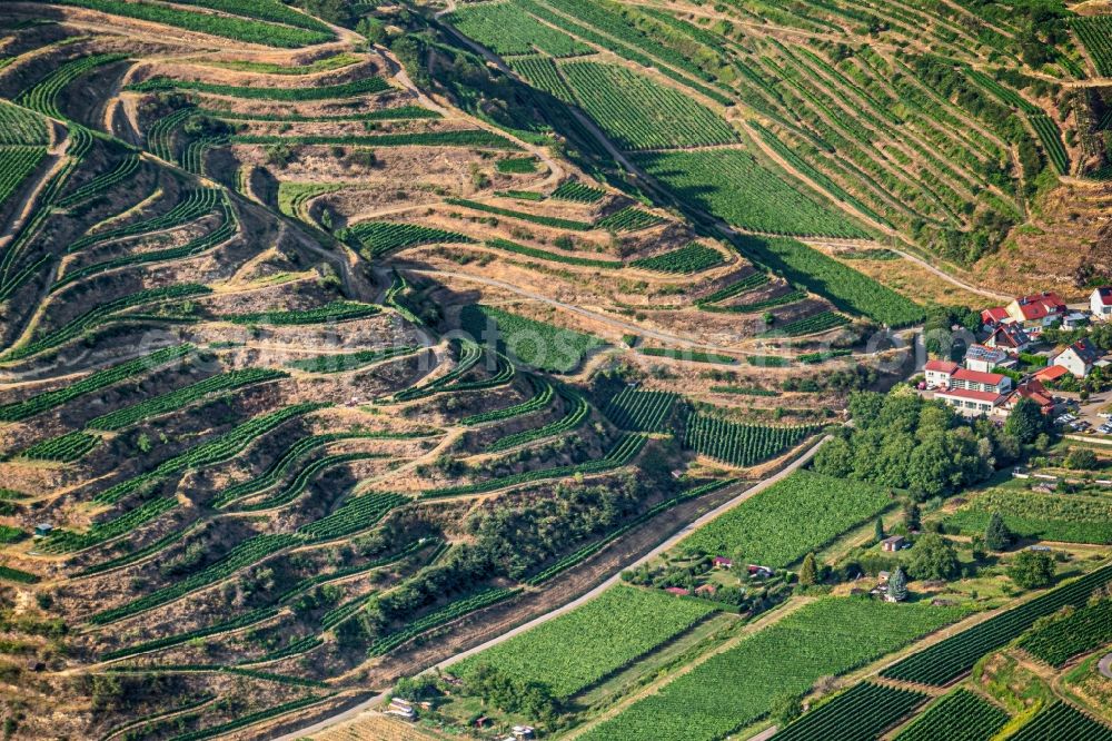 Aerial photograph Schelingen - Fields of wine cultivation landscape in Schelingen in the state Baden-Wurttemberg, Germany