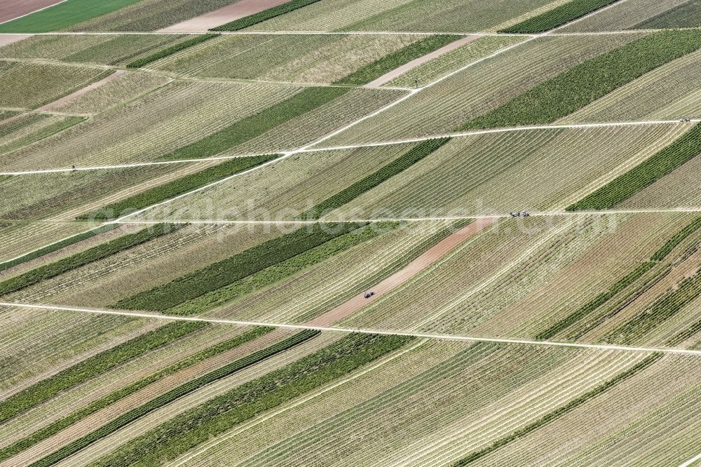 Aerial image Worms - Fields of wine cultivation landscape in Worms in the state Rhineland-Palatinate, Germany