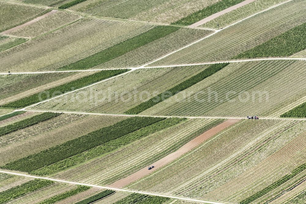 Aerial photograph Worms - Fields of wine cultivation landscape in Worms in the state Rhineland-Palatinate, Germany