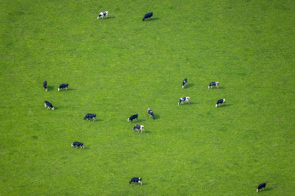 Aerial photograph Emmerich am Rhein - Grass area-structures meadow pasture with cow - herd in Borghees in the state North Rhine-Westphalia, Germany