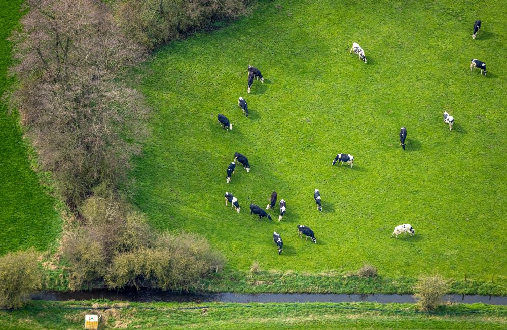 Emmerich am Rhein from above - Grass area-structures meadow pasture with cow - herd in Borghees in the state North Rhine-Westphalia, Germany