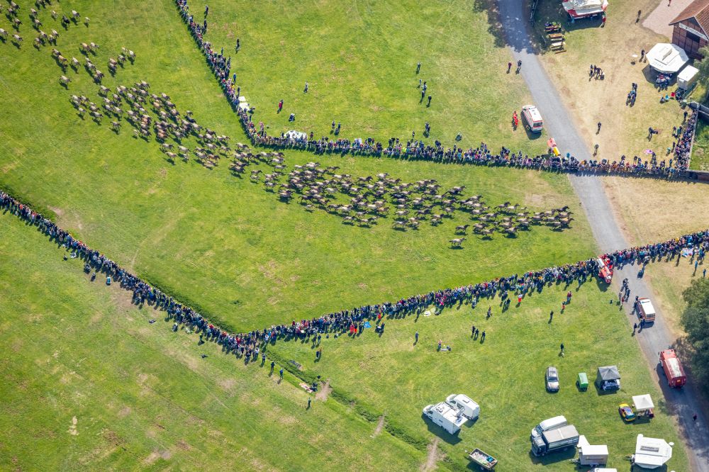 Aerial photograph Dülmen - Wild horses at the cattle drive in the wild horse arena in Duelmen in the state North Rhine-Westphalia, Germany