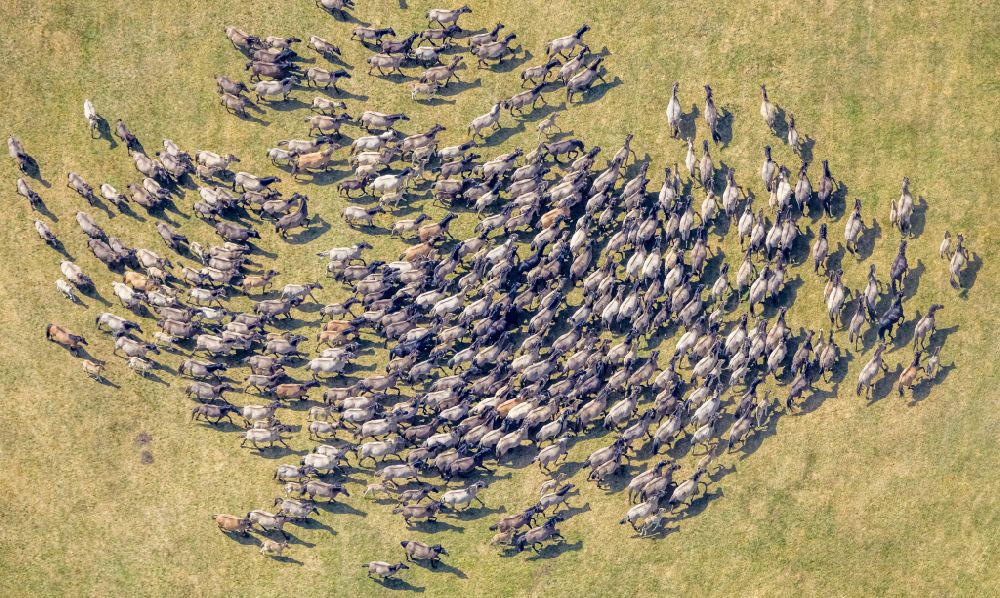 Dülmen from above - Wild horses at the cattle drive in the wild horse arena in Duelmen in the state North Rhine-Westphalia, Germany
