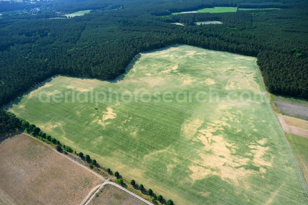 Prenden from above - Young green-colored grain field structures and rows in a field in Prenden in the state Brandenburg, Germany