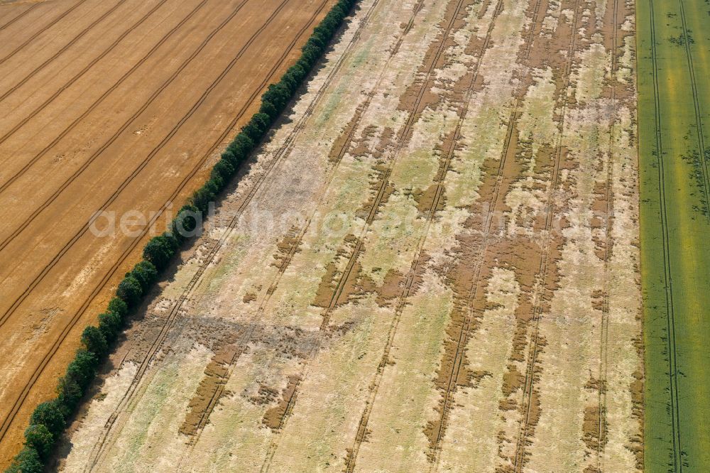 Wachow from above - Young green-colored grain field structures and rows in a field in Wachow in the state Brandenburg, Germany