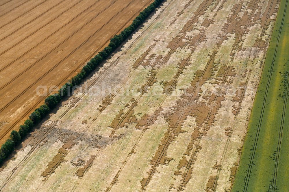 Aerial image Wachow - Young green-colored grain field structures and rows in a field in Wachow in the state Brandenburg, Germany