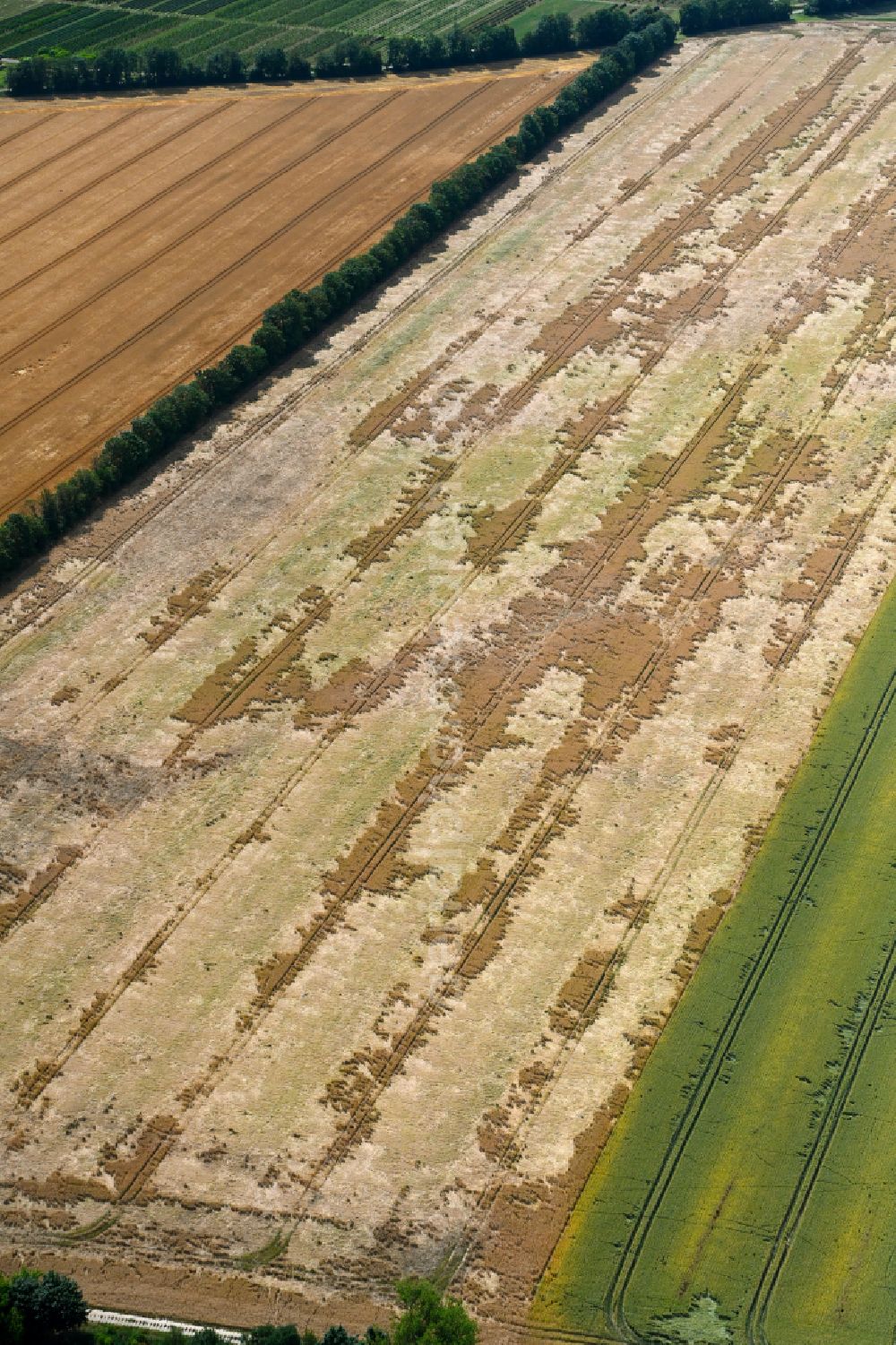 Aerial photograph Wachow - Young green-colored grain field structures and rows in a field in Wachow in the state Brandenburg, Germany
