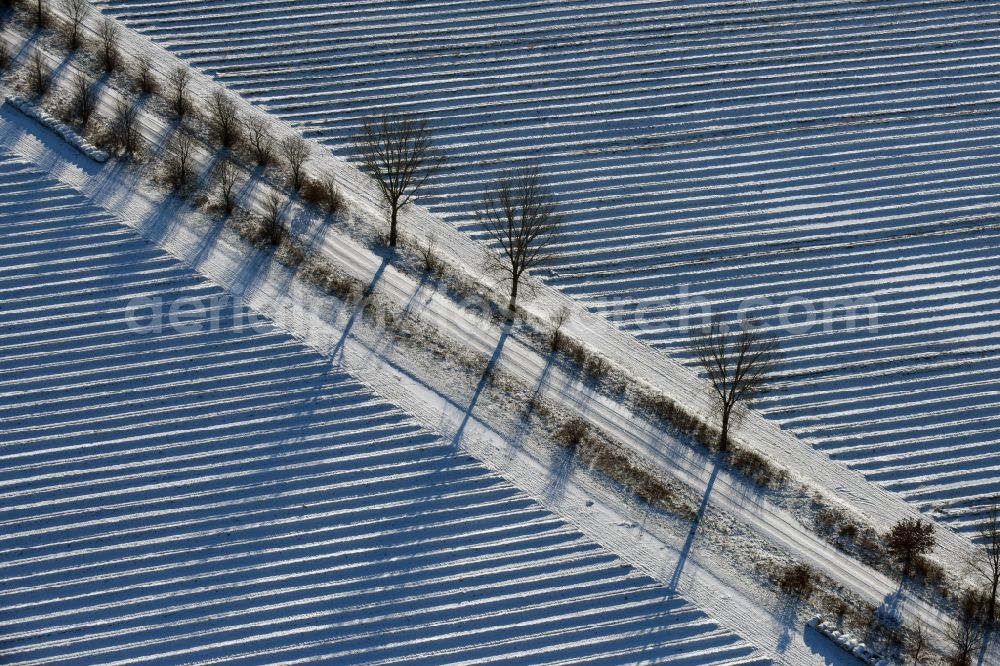 Aerial image Roskow - Winterly snowy rows with asparagus growing on field surfaces with a tree-lined road whose trees cast long shadows in Luenow in the state Brandenburg