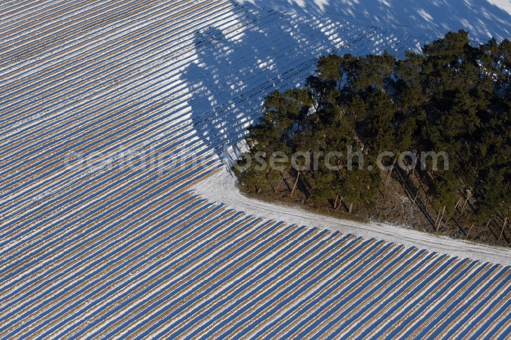 Aerial photograph Roskow - Winterly snowy rows with asparagus growing on field surfaces with a small forestland whose trees cast long shadows in Luenow in the state Brandenburg