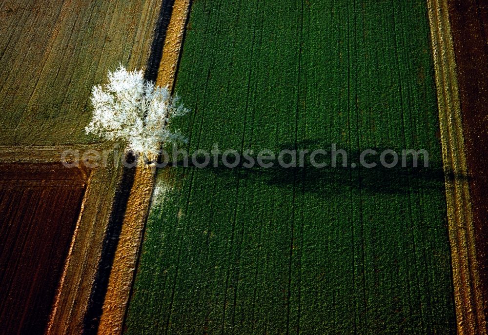 Wertingen from above - Icy wintry landscape tree in a field with Wertingen in Bavaria