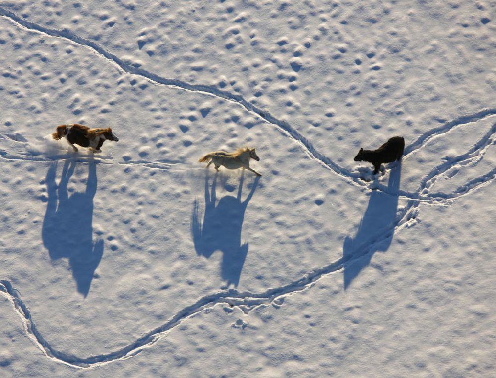Aerial image Hattingen - Blick auf die winterlich verschneite Pferdekoppel Homberg an der DGB Schule Hattingen. Wintry, snowy paddock at the Homberg DGB school Hattingen.
