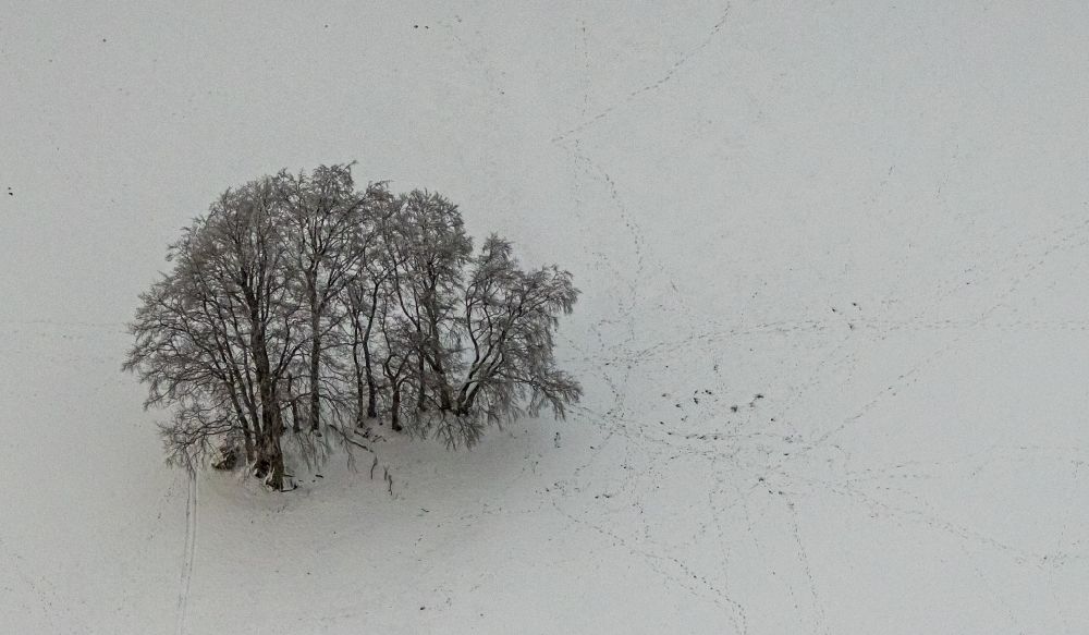 Aerial image Berlar - Wintry snowy island of trees in a field in Berlar in the state North Rhine-Westphalia, Germany