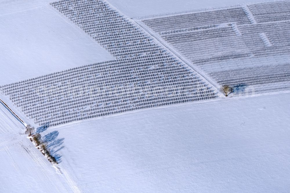 Aerial photograph Dettelbach - Wintry snowy row of trees on fields in Dettelbach in the state Bavaria, Germany