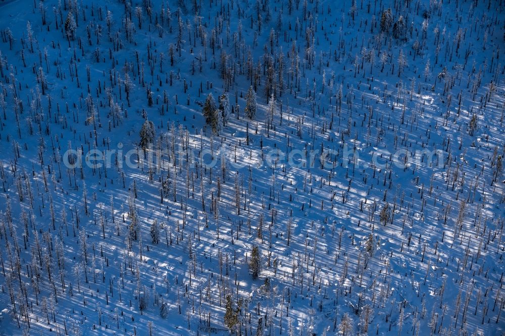 Aerial image Schierke - Wintry snowy treetops in a wooded area in Schierke in the Harz in the state Saxony-Anhalt, Germany