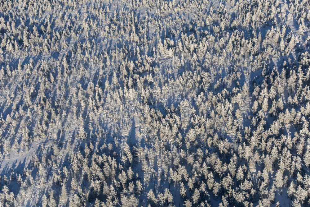 Schierke from above - Wintry snowy treetops in a wooded area in Schierke in the Harz in the state Saxony-Anhalt, Germany