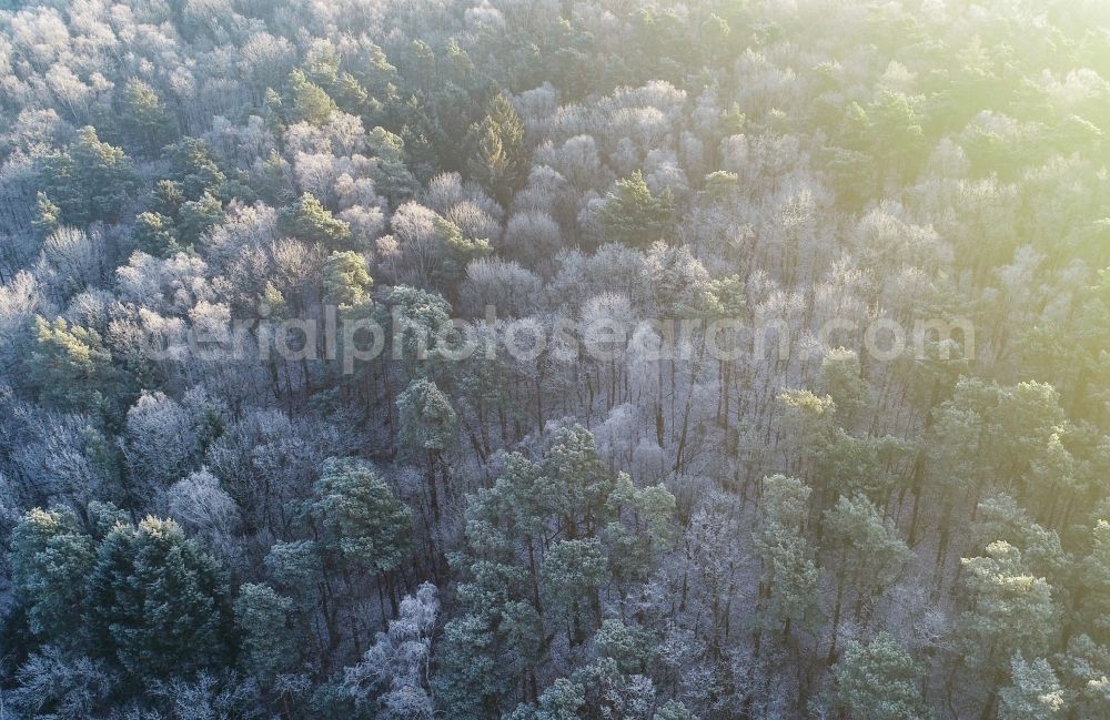 Treplin from above - Wintry snowy treetops in a wooded area in Treplin in the state Brandenburg, Germany