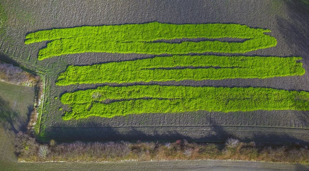 Aerial image Hamm - Winter sowing - sowing for testing purposes on a field in Bockum-Hovel, a district of Hamm in North Rhine-Westphalia