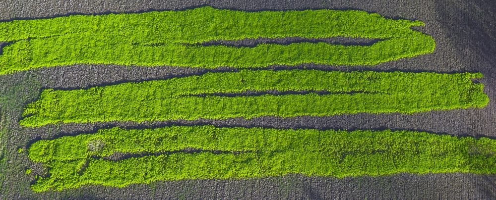 Aerial photograph Hamm - Winter sowing - sowing for testing purposes on a field in Bockum-Hovel, a district of Hamm in North Rhine-Westphalia