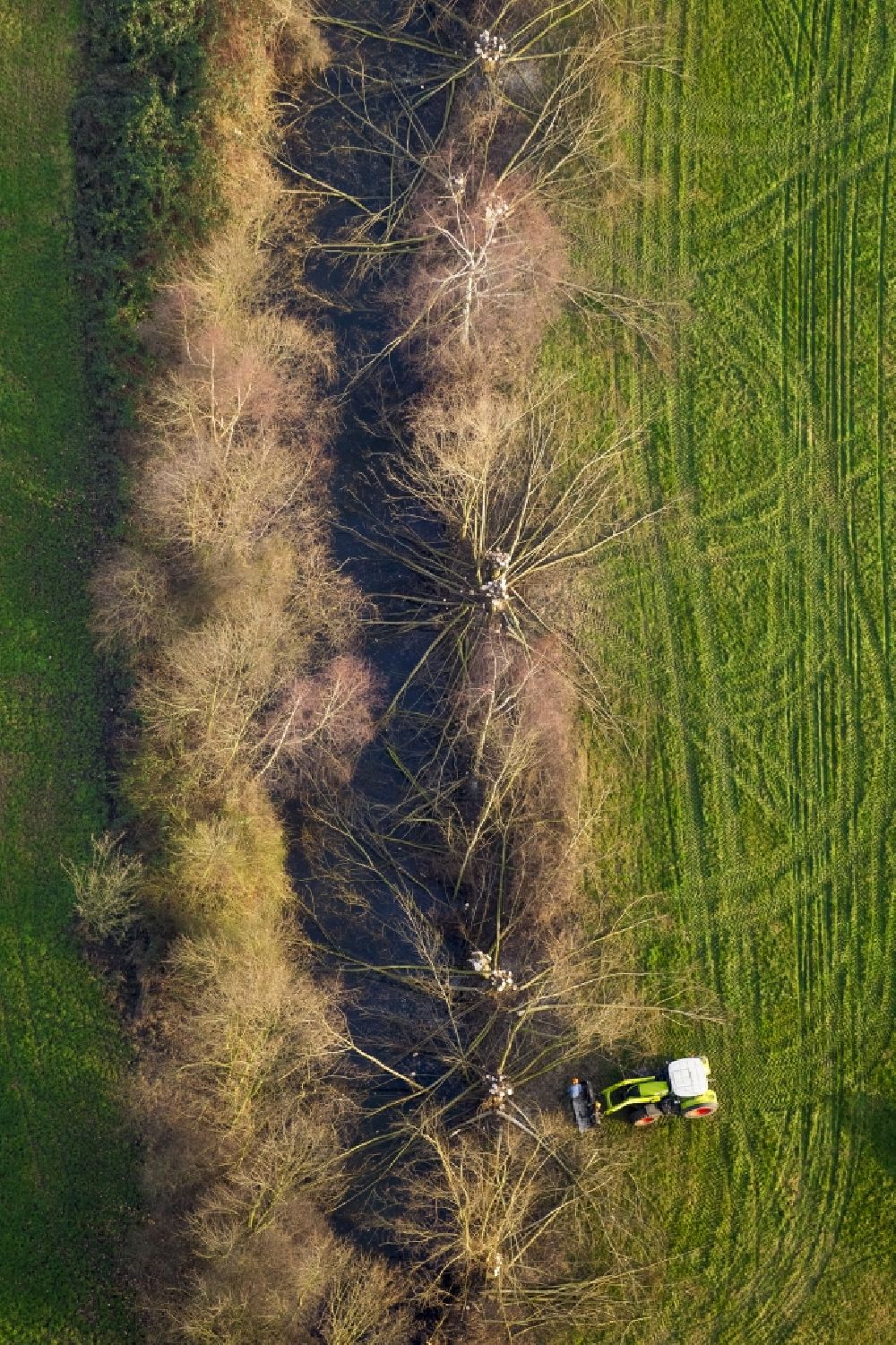 Hamm from the bird's eye view: Winter pruning of a pollard willow in the Ahseauen on the outskirts of Hamm in North Rhine-Westphalia