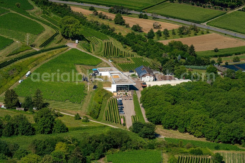 Ettenheim from the bird's eye view: Fields of wine cultivation landscape in Ettenheim in the state Baden-Wuerttemberg, Germany