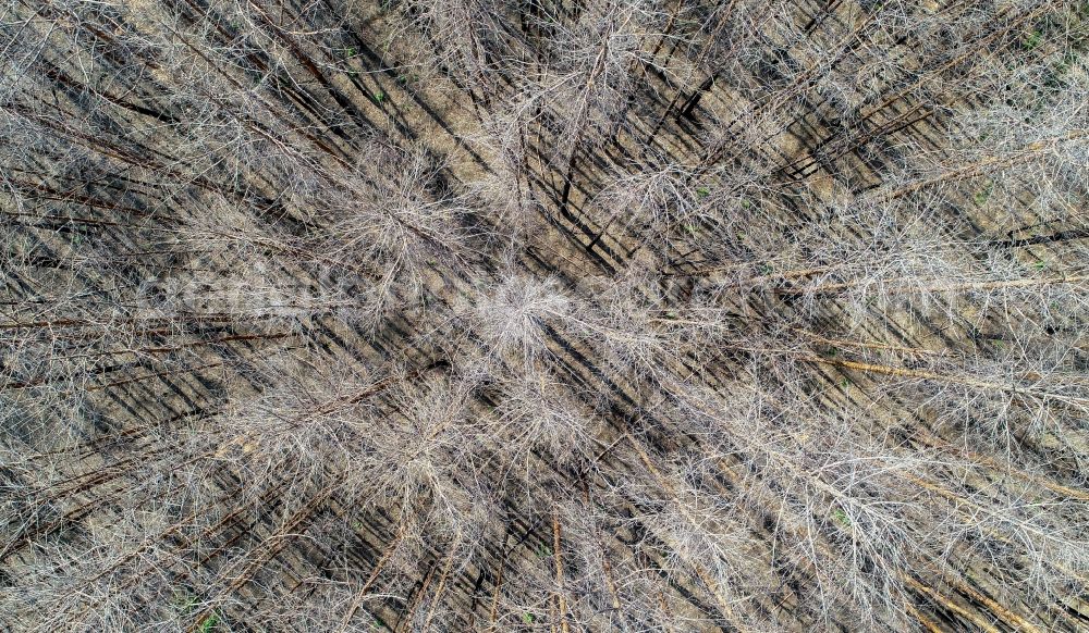 Vertical aerial photograph Klausdorf - Vertical aerial view from the satellite perspective of the tree dying and forest dying with skeletons of dead trees in the remnants of a forest area in Klausdorf in the state Brandenburg, Germany