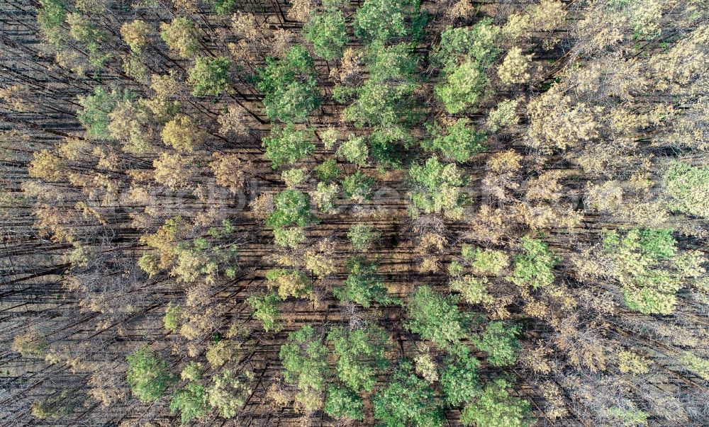 Vertical aerial photograph Klausdorf - Vertical aerial view from the satellite perspective of the tree dying and forest dying with skeletons of dead trees in the remnants of a forest area in Klausdorf in the state Brandenburg, Germany