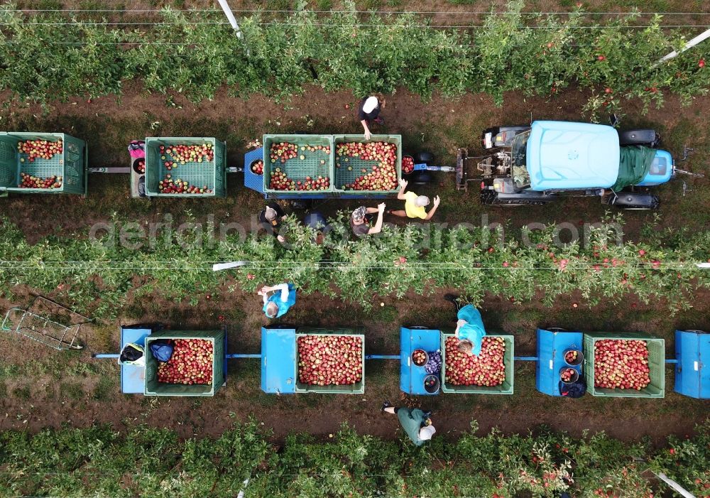 Vertical aerial photograph Erdeborn - Vertical aerial view from the satellite perspective of the working to the apple harvest with harvesters on agricultural field rows in Erdeborn in the state Saxony-Anhalt, Germany
