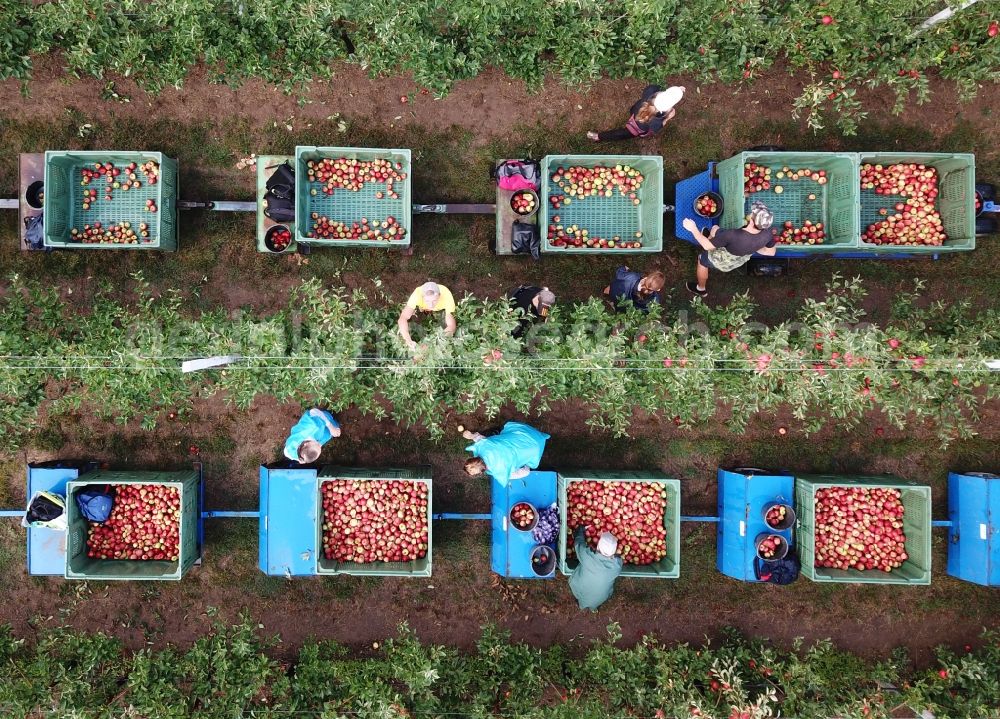 Vertical aerial photograph Erdeborn - Vertical aerial view from the satellite perspective of the working to the apple harvest with harvesters on agricultural field rows in Erdeborn in the state Saxony-Anhalt, Germany