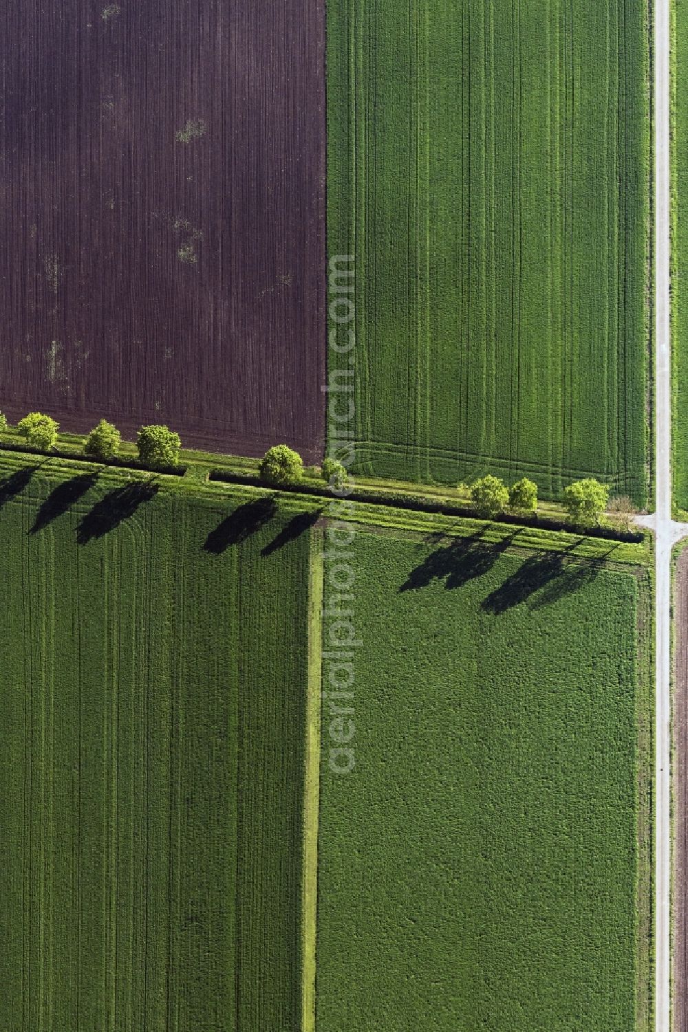 Vertical aerial photograph Nördlingen - Vertical aerial view from the satellite perspective of the tree with shadow forming by light irradiation on a field in Noerdlingen in the state Bavaria, Germany