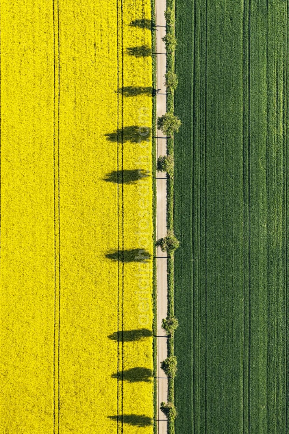 Vertical aerial photograph Monheim - Vertical aerial view from the satellite perspective of the tree with shadow forming by light irradiation on a field in Monheim in the state Bavaria, Germany