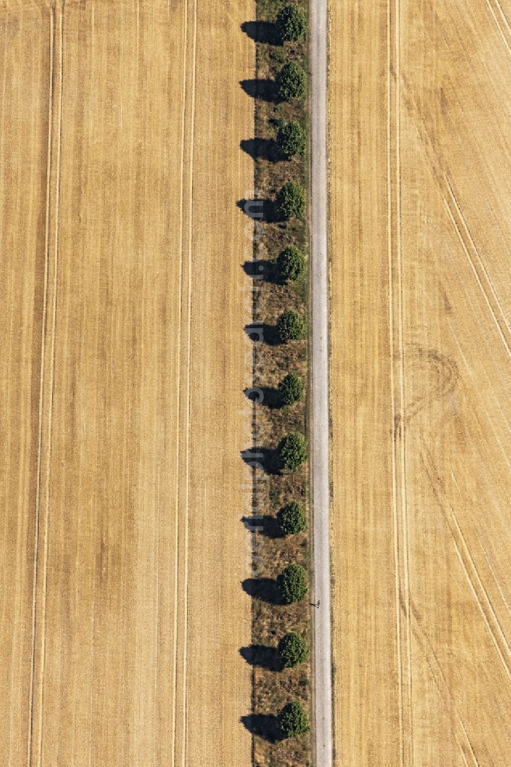 Vertical aerial photograph Hannover - Vertical aerial view from the satellite perspective of the row of trees on a country road on a field edge in Hannover in the state Lower Saxony, Germany
