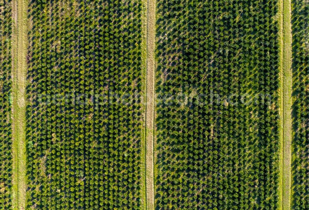 Vertical aerial photograph Werder (Havel) - Vertical aerial view from the satellite perspective of the row of trees on fields the Christmas tree plantation in the district Plessow in Werder (Havel) in the state Brandenburg, Germany