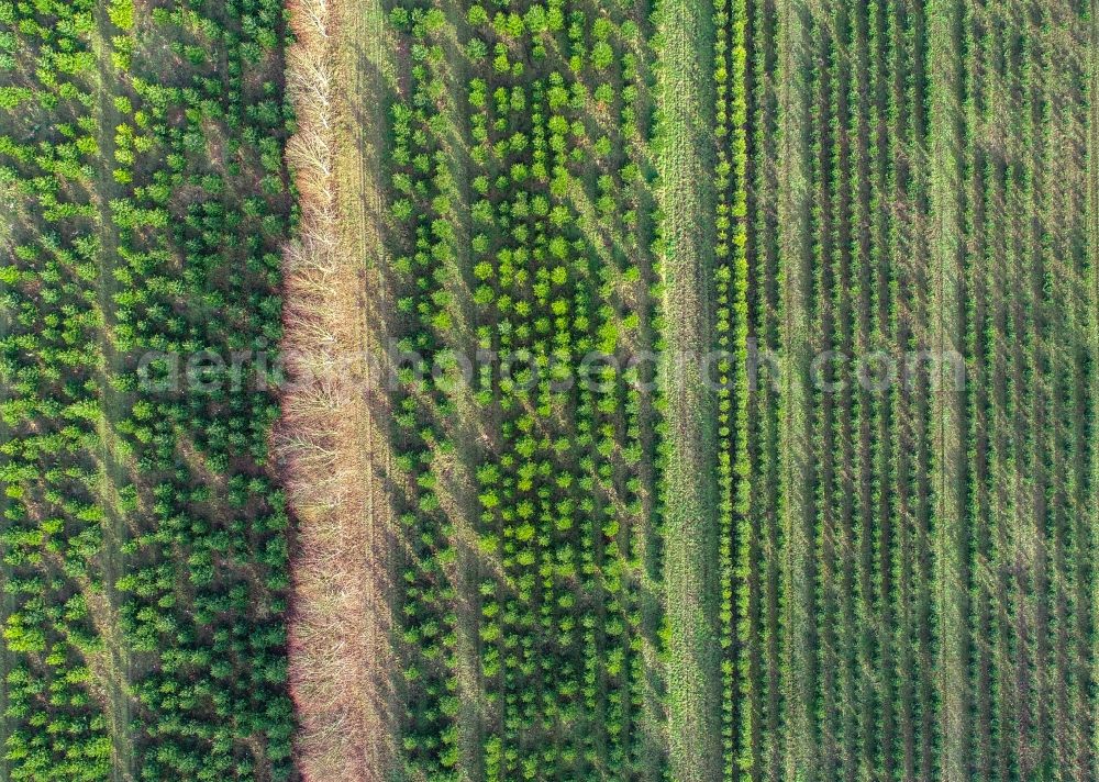 Vertical aerial photograph Tempelberg - Vertical aerial view from the satellite perspective of the row of trees on fields the Christmas tree plantation in Tempelberg in the state Brandenburg, Germany